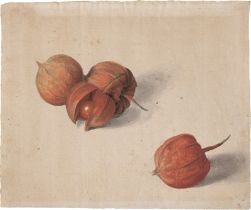 Friedrich, Caroline Friederike: Lampionblumen (Physalis alkekengi)