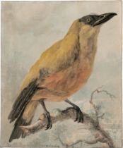 Hardenbergh, Cornelis van: Kapuzinervogel auf einem Ast