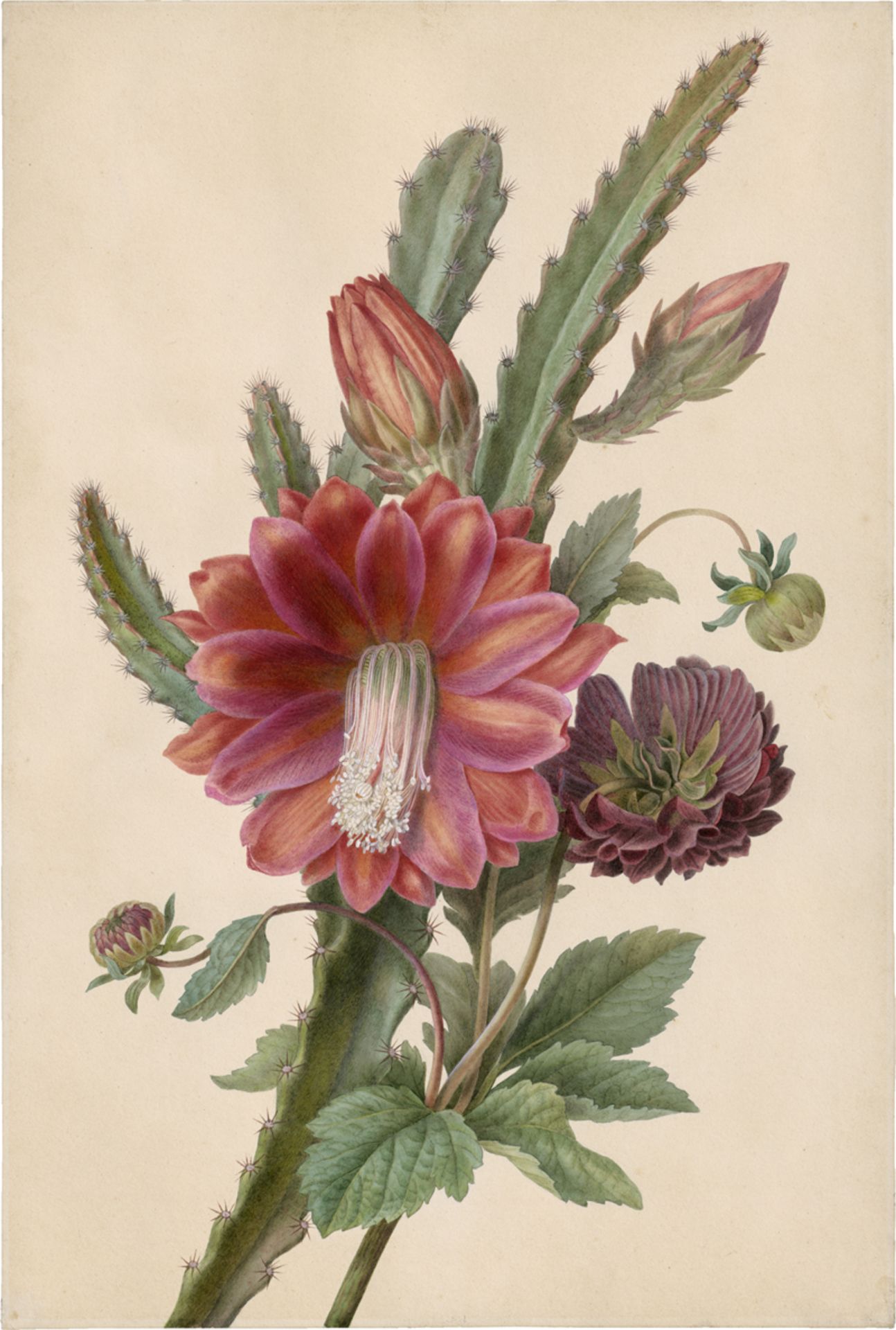 Bessa, Pancrace - zugeschrieben: Ein Kaktus mit roten Blüten und einer Dahlie