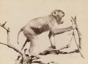 Anschütz, Ottomar: Selected animal studies (taxidermy models)