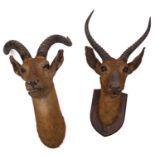Two early 20th century taxidermy Antelope heads, both unsigned,