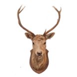 A taxidermy nine point stags head on shield plinth, circa 188, unsigned, 64cm wide.