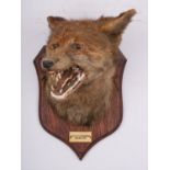 A taxidermy fox mask by P Spicer & Sons, Leamington, inset glass eyes with open mouth,