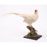 A Taxidermy white pheasant, uncased and naturally set on a stump.