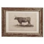 SUSSEX OX : From the Earl of Egremont's Stock. A stipple engraving, published by G.