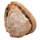 A late 19th century cameo carved conch shell: with a portrait of Britannia, 13cm.