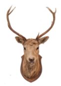 A taxidermy nine point stag's head on shield plinth, circa 188, unsigned, 64cm wide.