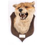 A mid twentieth century taxidermy fox mask, by P Spicer & Sons Leamington,
