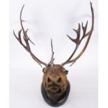 An early 20th century taxidermy reindeer head mount, on an oval ebonised plinth, unsigned 80cm wide.