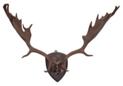 A pair of oak shield mounted Fallow Deer antlers, 70cm spread.