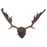 A pair of oak shield mounted Fallow Deer antlers, 70cm spread.