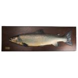 An Edwardian half block model of a trout, carved and painted in colours on an oak backboard,