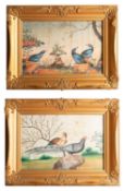 A pair of Chinese pith paper drawings painted with exotic birds in garden settings with flowering