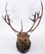 An early 20th century taxidermy reindeer head mount, on an oval ebonised plinth, unsigned 80cm wide.
