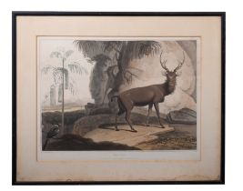 ELK, drawn and published by Samuel Daniel, hand coloured aquatint, 46 x 33cm, 1807.