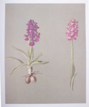 KELLER, Dr Gottfried, Die Orchideen, colour plates loose in original printed wrappers, large folio,