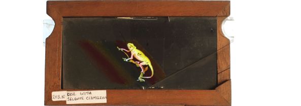 'Chameleon changing colours' [colours change, tongue appears] Maker unknown (7 x 4 x 1/2 inches),