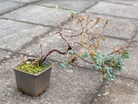 Four Bonsai trees.