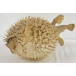 A large vintage taxidermy Puffer Fish. Approx. 18 x 36cm.