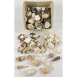 A collection of vintage sea shells in various shapes and sizes. To include clam, Murex, Auger and