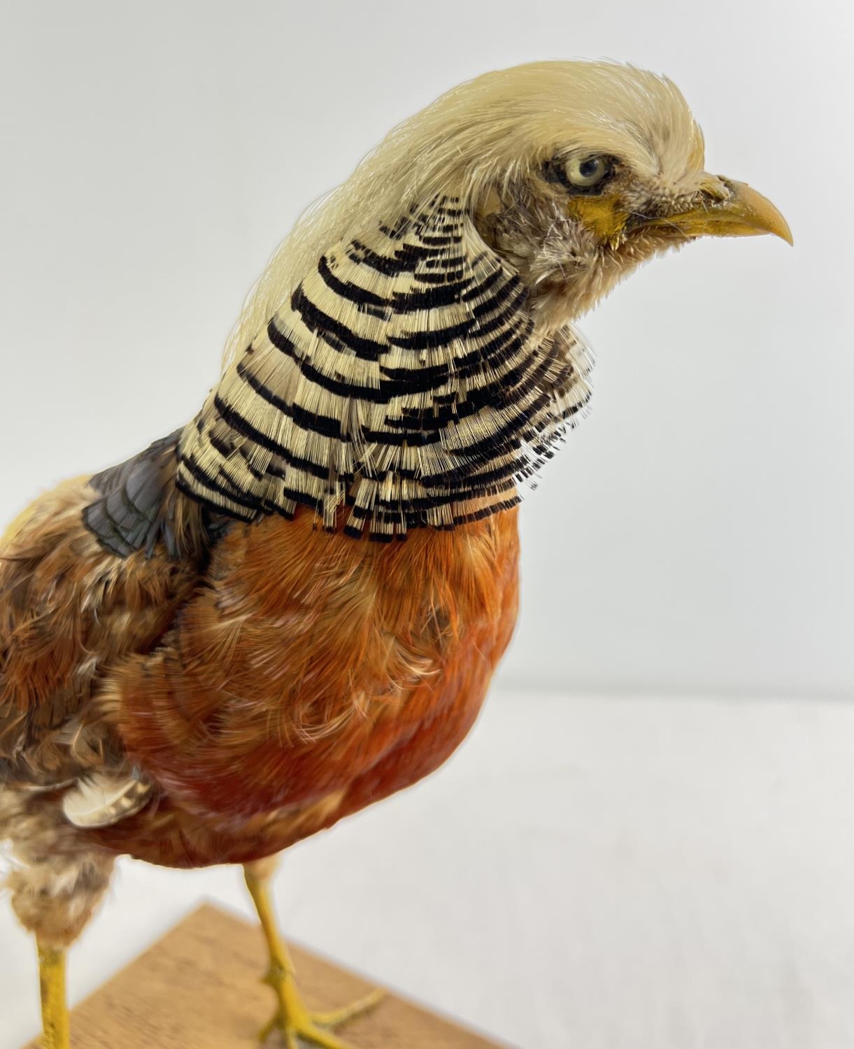 A vintage taxidermy of an exotic pheasant mounted on a wooden base. Approx. 36cm tall. - Image 2 of 3