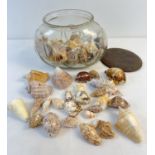 An oval shaped vintage lidded glass jar containing a collection of vintage sea shells. To include