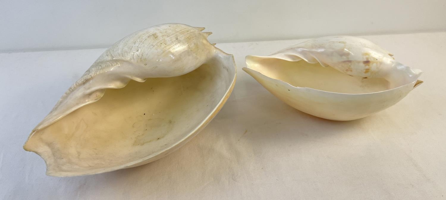 2 vintage large white Melon shells. Largest approx. 28cm x 12cm.