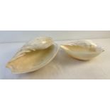 2 vintage large white Melon shells. Largest approx. 28cm x 12cm.