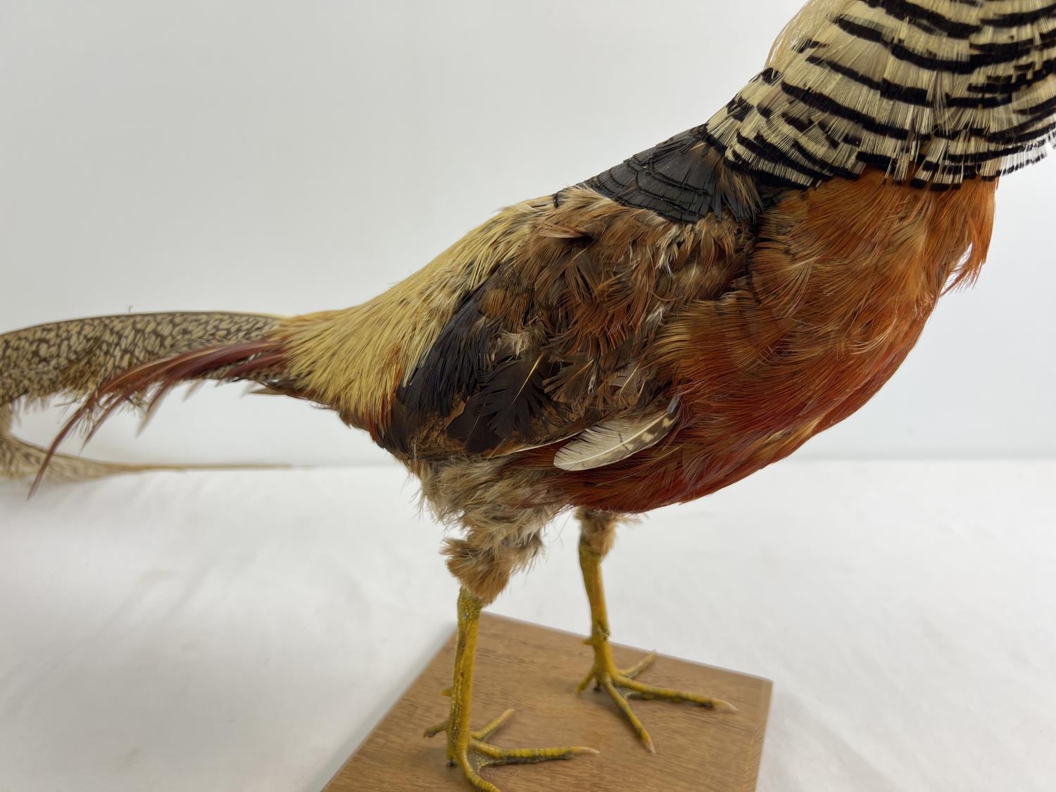 A vintage taxidermy of an exotic pheasant mounted on a wooden base. Approx. 36cm tall. - Image 3 of 3