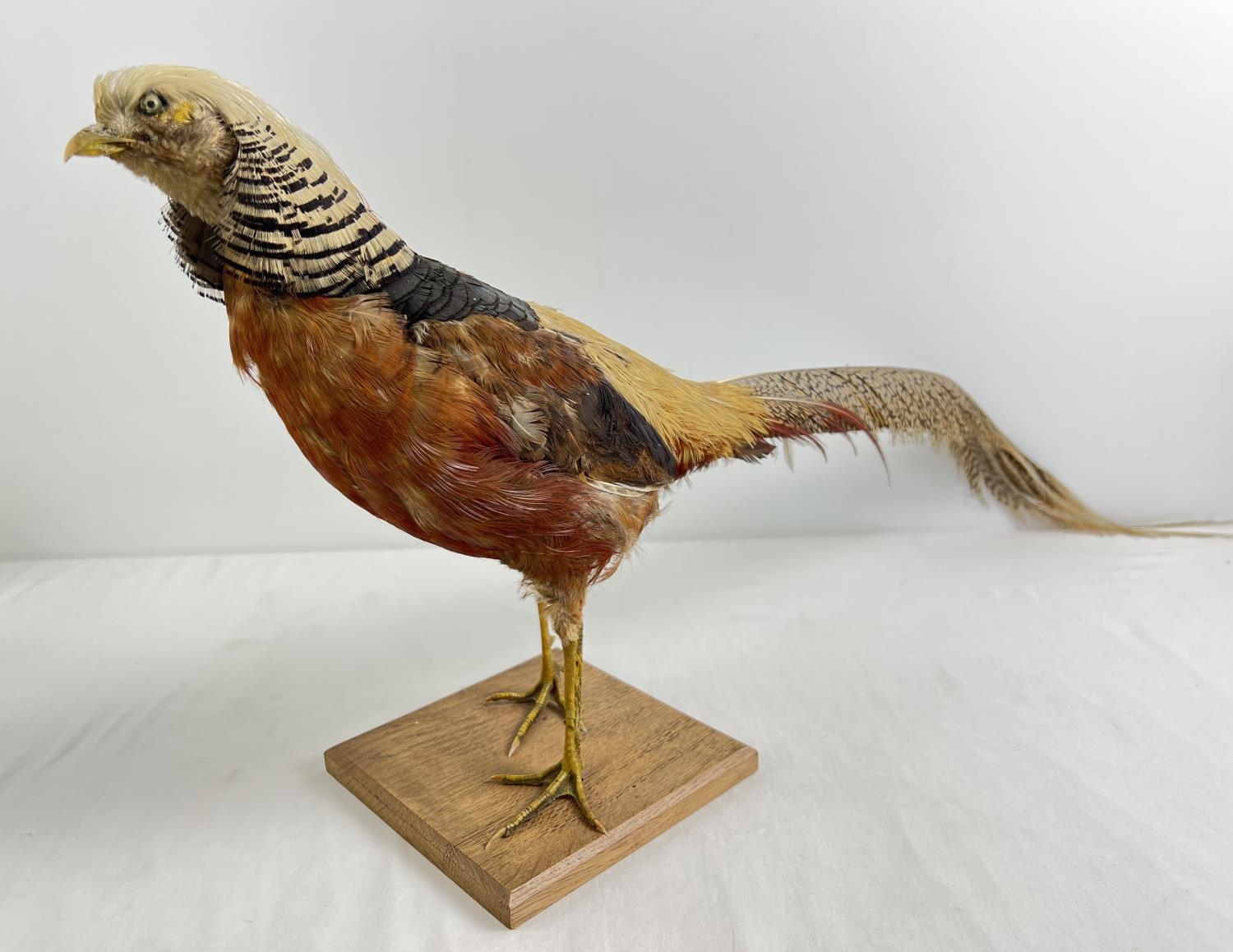 A vintage taxidermy of an exotic pheasant mounted on a wooden base. Approx. 36cm tall.