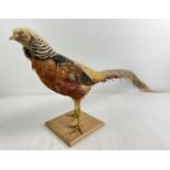 A vintage taxidermy of an exotic pheasant mounted on a wooden base. Approx. 36cm tall.