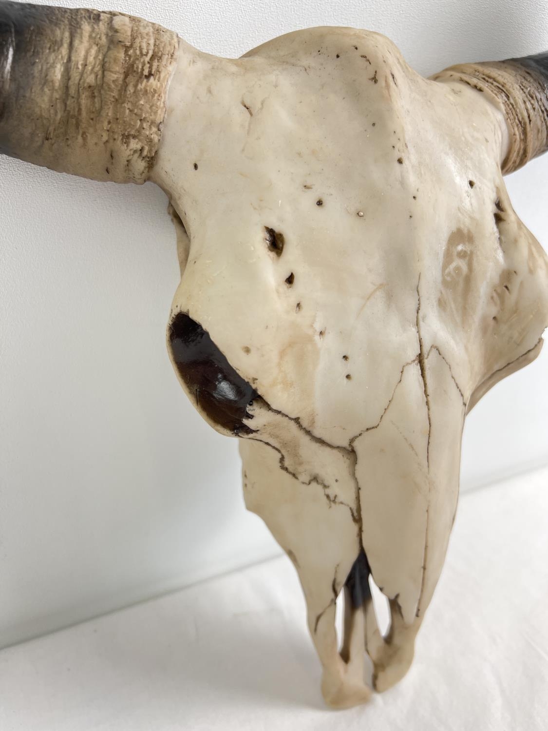 A large modern resin wall mountable ornament of a buffalo skull and horns. With metal fixing plate - Image 2 of 2