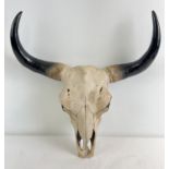 A large modern resin wall mountable ornament of a buffalo skull and horns. With metal fixing plate