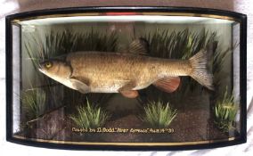 William Frederick Homer (British, Early 20th Century) Taxidermy Chubb, with a gold written