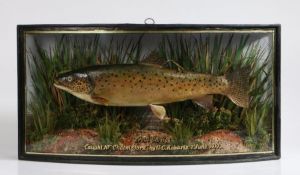William Frederick Homer (British, Early 20th Century) Taxidermy Trout