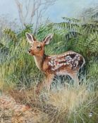 David Feather (British, 1952-2005) Fawn in Undergrowth signed with device (lower right), oil on