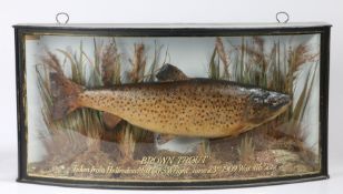 A Good cased Trout preserved by J. Cooper & Sons, the black cased with arched glass and gilt border,