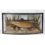 A Good cased Trout preserved by J. Cooper & Sons, the black cased with arched glass and gilt border,