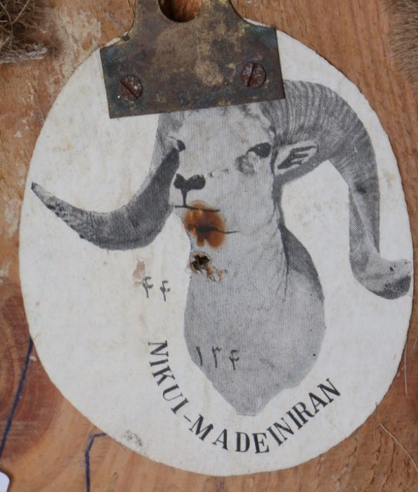 Taxidermy Ladakh urial sheep (Ovis Vignei), mid 20th Century, found in the Indus and Shayok - Image 2 of 2