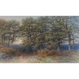 Peter Deakin (1830-1899) Woodland Scene, signed (lower left), watercolour 32 x 52cm