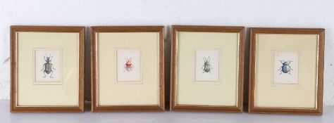 David A. Cook (20th century) A set of four bugs, labelled verso, pen, ink & watercolour, 6cm x 4.