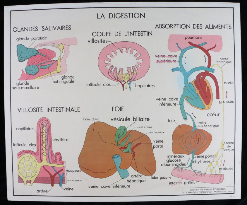 Collection of six French 1960's - 70's Educational Coloured Posters printed by Editions Rossignol, - Image 5 of 12