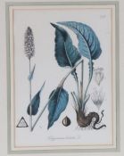 Four Botanical Prints, all framed and glazed (4)