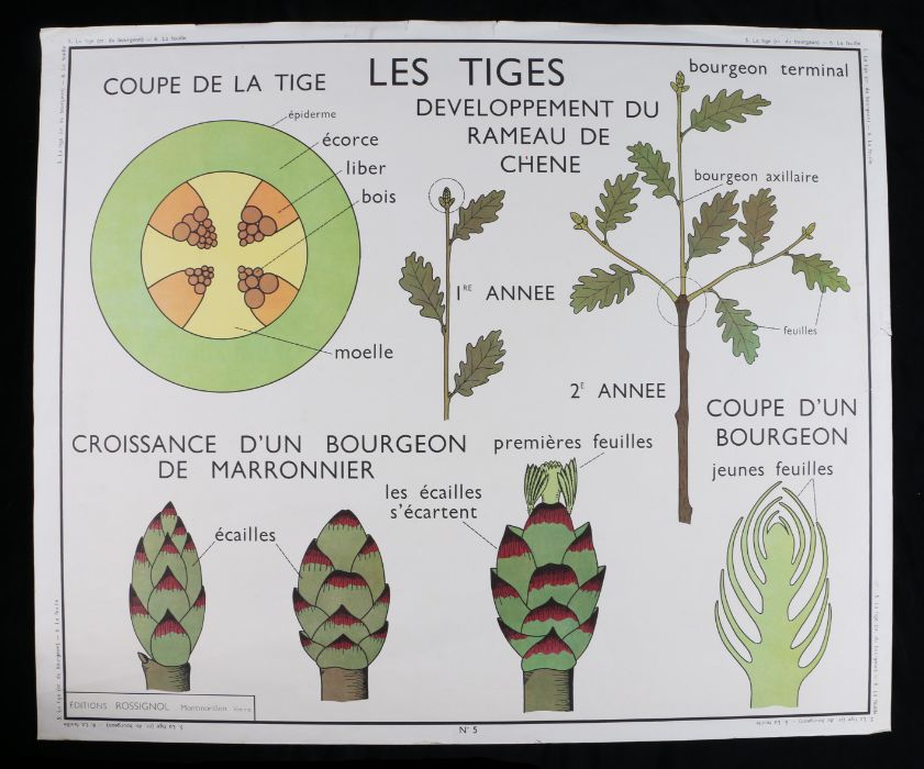 Collection of six French 1960's - 70's Educational Coloured Posters printed by Editions Rossignol,