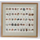 Set of Player's Cigarette cards, depicting various breeds of dog, framed and glazed, 36.5cm wide,