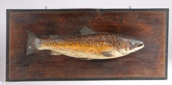 20th Century carved wooden trout trophy, 71.5cm wide, 32cm high