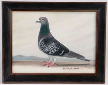 J Browne (British, 20th Century) 'Master, M.c.Grath' (Racing Pigeon) signed and dated 1923 (lower