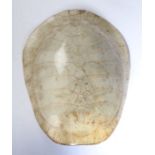 A 19th Century white South American river turtle shell (Podocnemis Expansa), possibly Brazil circa