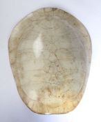 A 19th Century white South American river turtle shell (Podocnemis Expansa), possibly Brazil circa