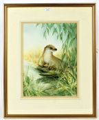 Andrew Osborne (British, b.1968) Otter signed (lower centre), watercolour 42 x 31cm (17" x 12")
